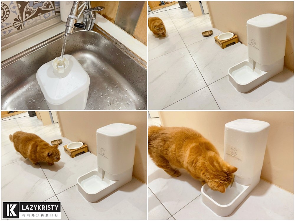 023 貓咪愛喝水組圖