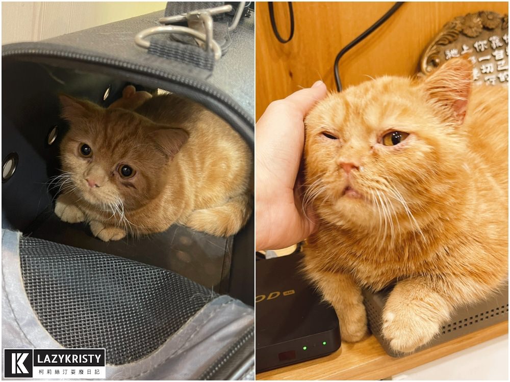 【養寵物過敏兒推薦】能抗菌+阻隔PM2.5的神奇紗窗！ 德國GreenWeb銀離子防霾紗窗有用嗎？使用心得與實測影片參考