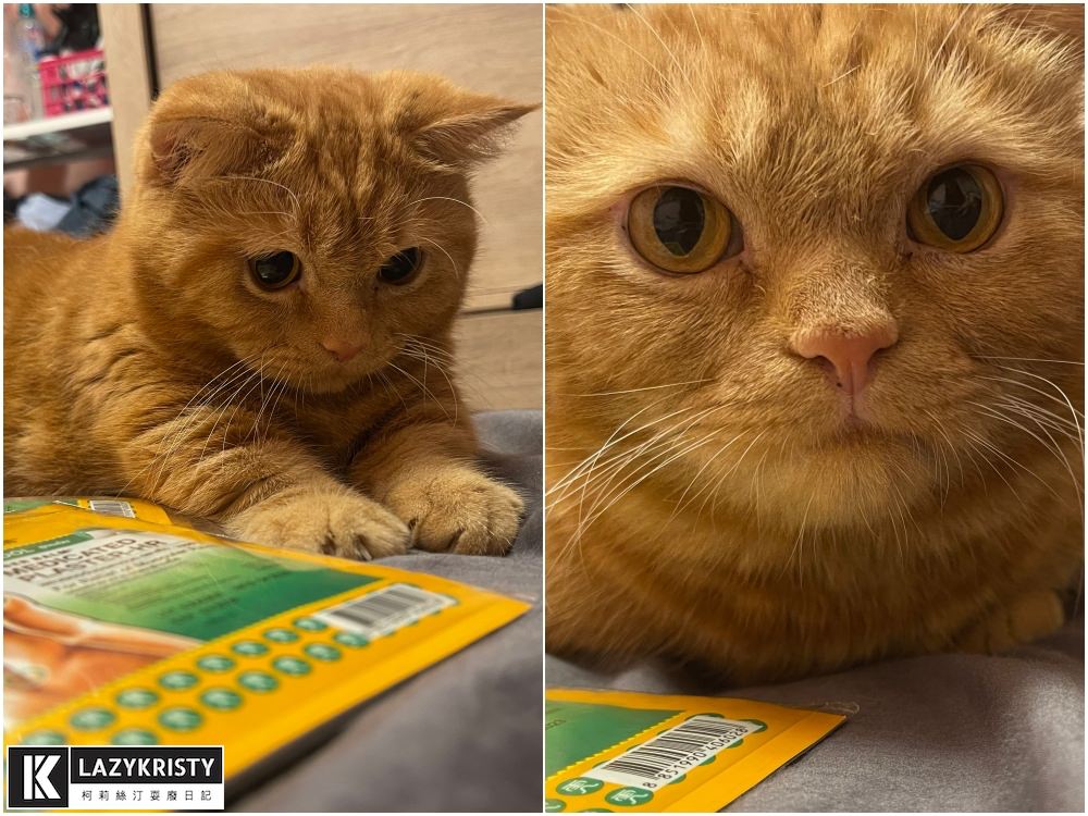 【養寵物過敏兒推薦】能抗菌+阻隔PM2.5的神奇紗窗！ 德國GreenWeb銀離子防霾紗窗有用嗎？使用心得與實測影片參考